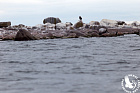 Орлан-белохвост на архипелаге Большой Фискар_ФГБУ Нижне-Свирский.JPG