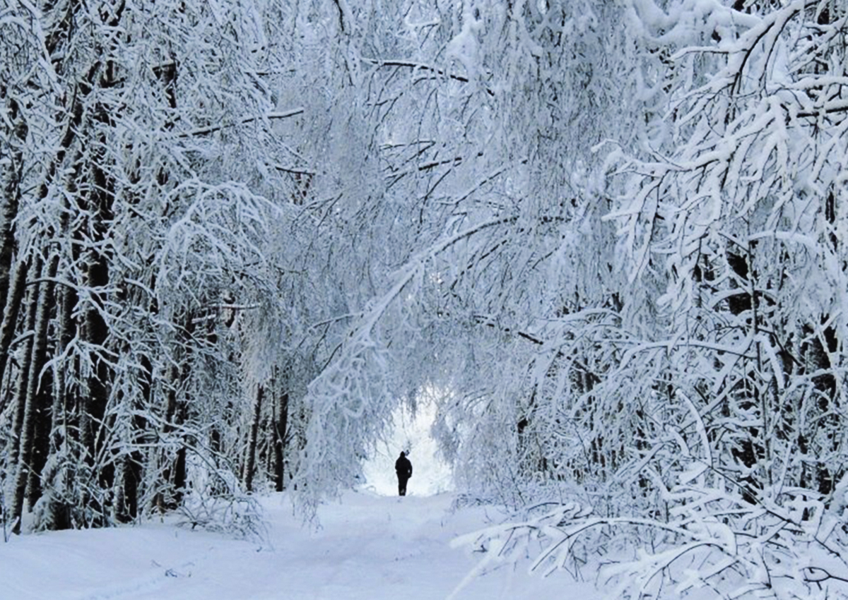 Зимняя экскурсионная программа «Белая книга леса»