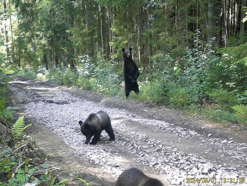 Фотоловушка 3.jpg Фотоловушка 3.jpg
