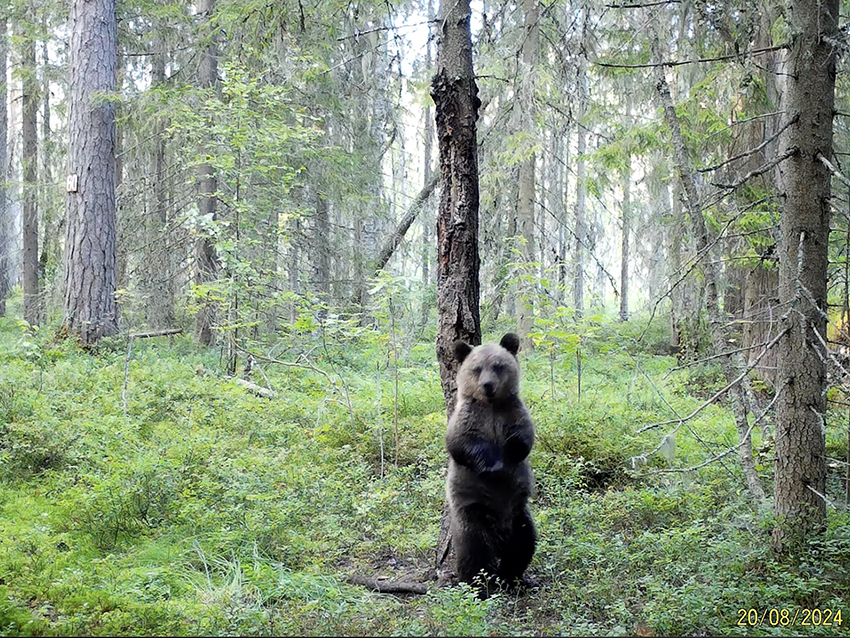 Фотоловушка 8.jpg Фотоловушка 8.jpg