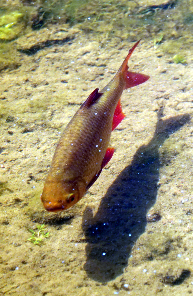 3-pisc=08935.jpg 3-pisc=08935.jpg