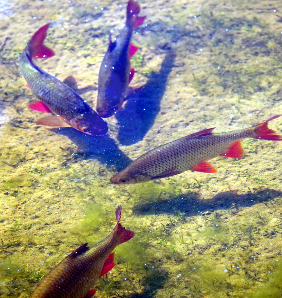 2-pisc=08933.jpg 2-pisc=08933.jpg
