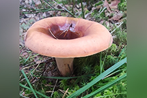 В Нижне-Свирском заповеднике обнаружены редкие виды грибов!